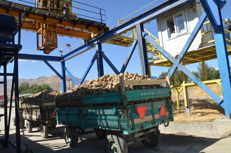 alımı başladı pancarı Muş