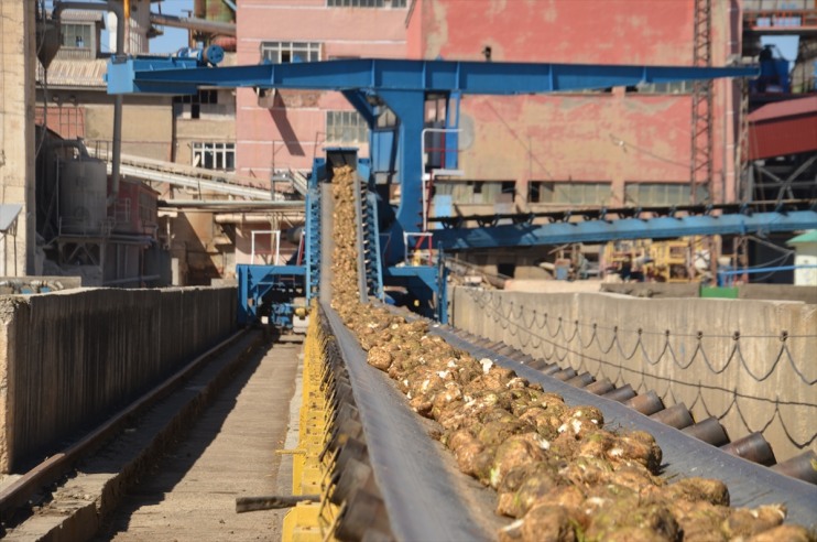 pancarı şeker başladı alımı Muş