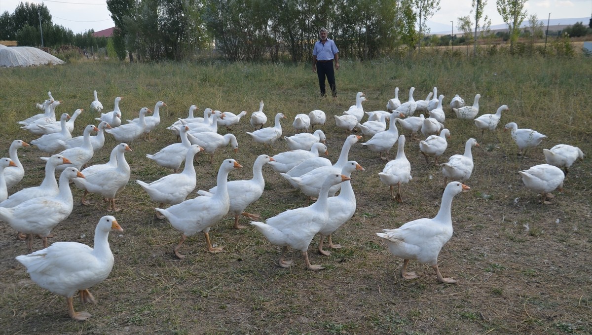 Muş'ta yetiştiricilere 2 bin kaz yavrusu dağıtıldı