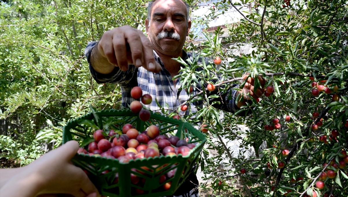 Sarıkamış'ta meyve ağaçlarında verim arttı