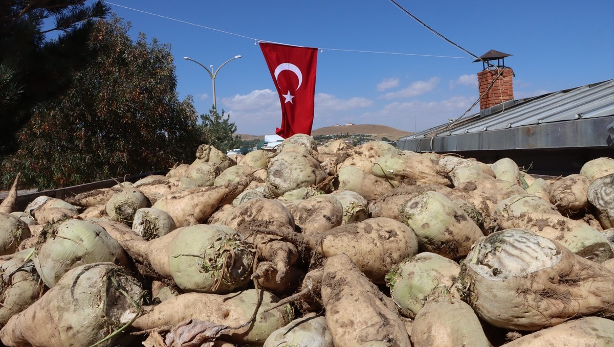 Van'da şeker pancarı alım kampanyası başladı
