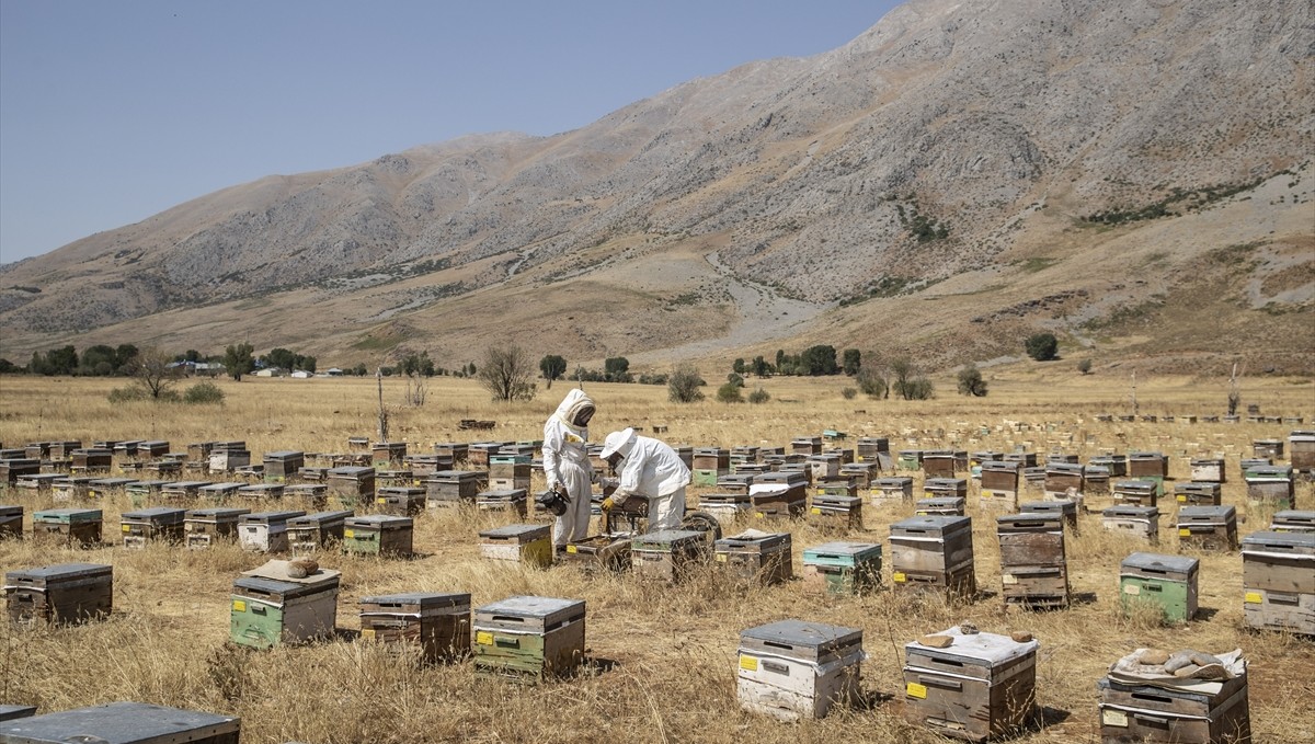 Zengin floraya sahip Munzur yaylalarında üretilen bal emekle hasat ediliyor