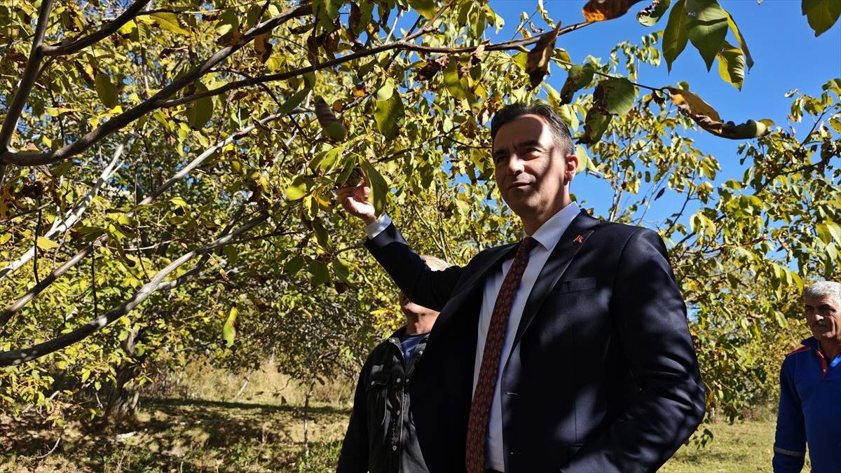 Bitlis Valisi Ahmet Karakaya ceviz hasadına katıldı