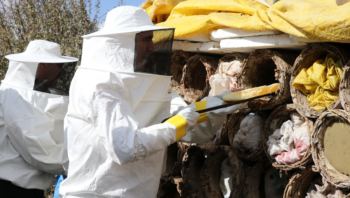 Bitlis Valisi Karakaya, karakovan balının hasadına katıldı: