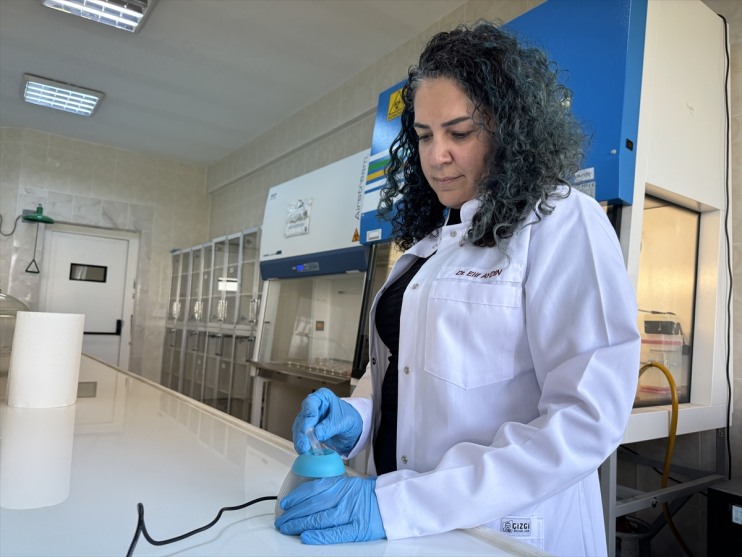 örtüsü sağlayacak Bor yara diyabetik daha yaraların iyileşmesini kullanılarak hızlı geliştirilecek 1