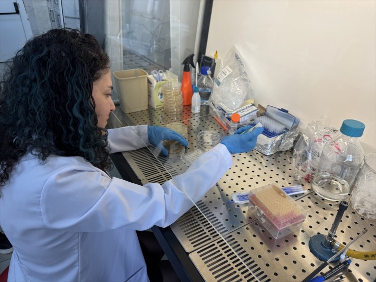 Bor diyabetik iyileşmesini örtüsü kullanılarak hızlı geliştirilecek yaraların sağlayacak yara daha 3