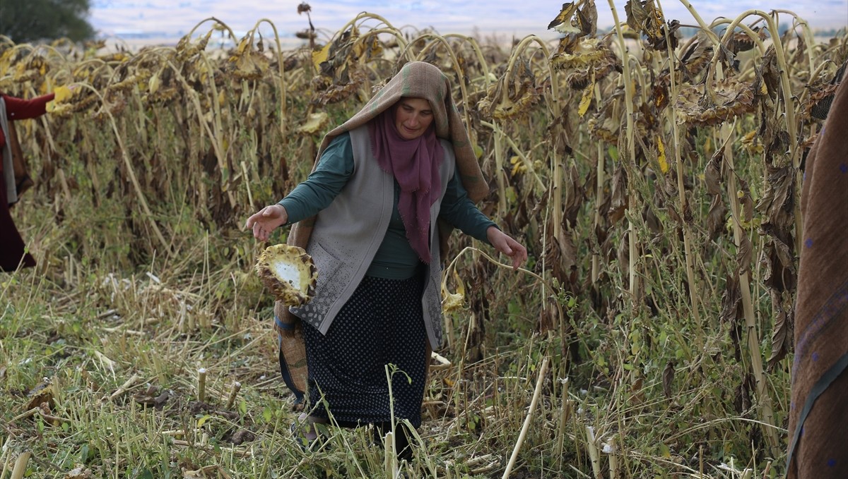 Erzurum'un ehramlı kadın çiftçileri, kurdukları kooperatifle üretime katkı sağlıyor