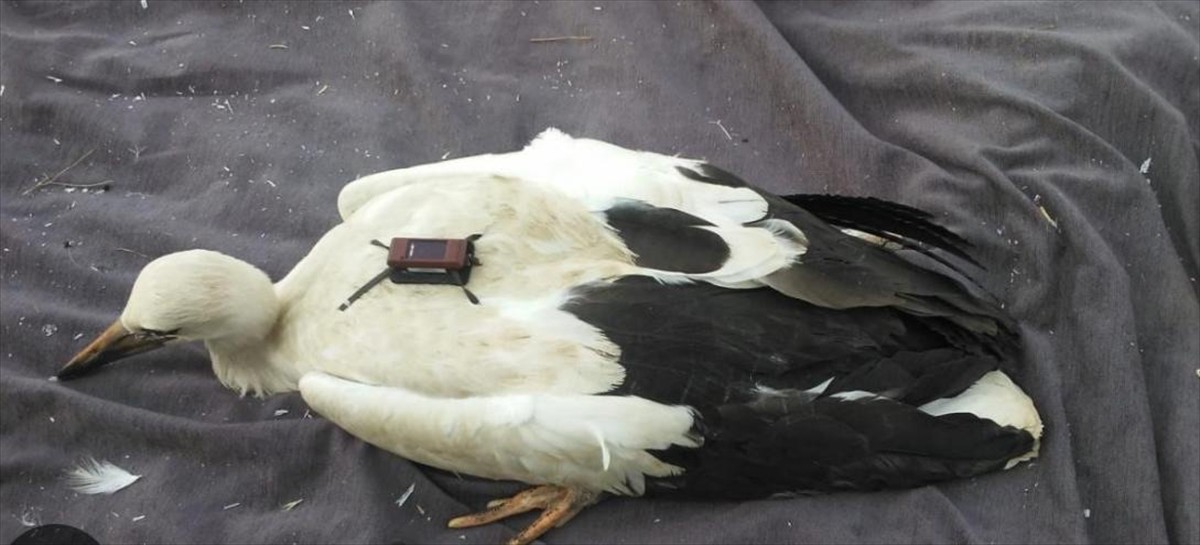 GRAFİKLİ - Karahacılı leylek, 3 yılda yaklaşık 22 bin kilometre katetti