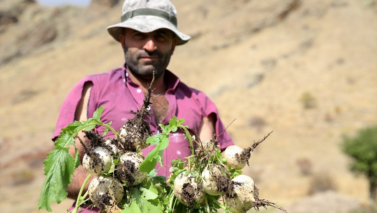 Hasat ettikleri şalgamı derede türküler eşliğinde yıkayıp satışa sunuyorlar