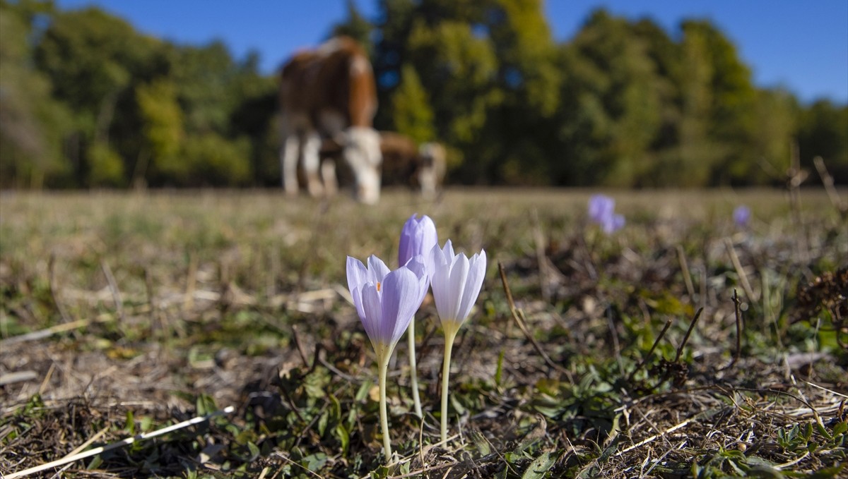 Munzur Vadisi Milli Parkı'nda kışın habercisi "vargit" çiçekleri açtı