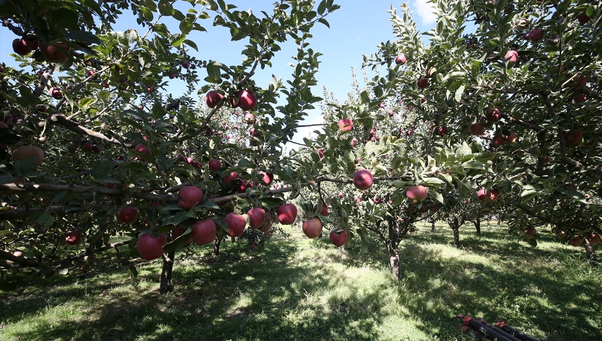 Muş'ta elma hasadından 100 milyon lira gelir beklentisi
