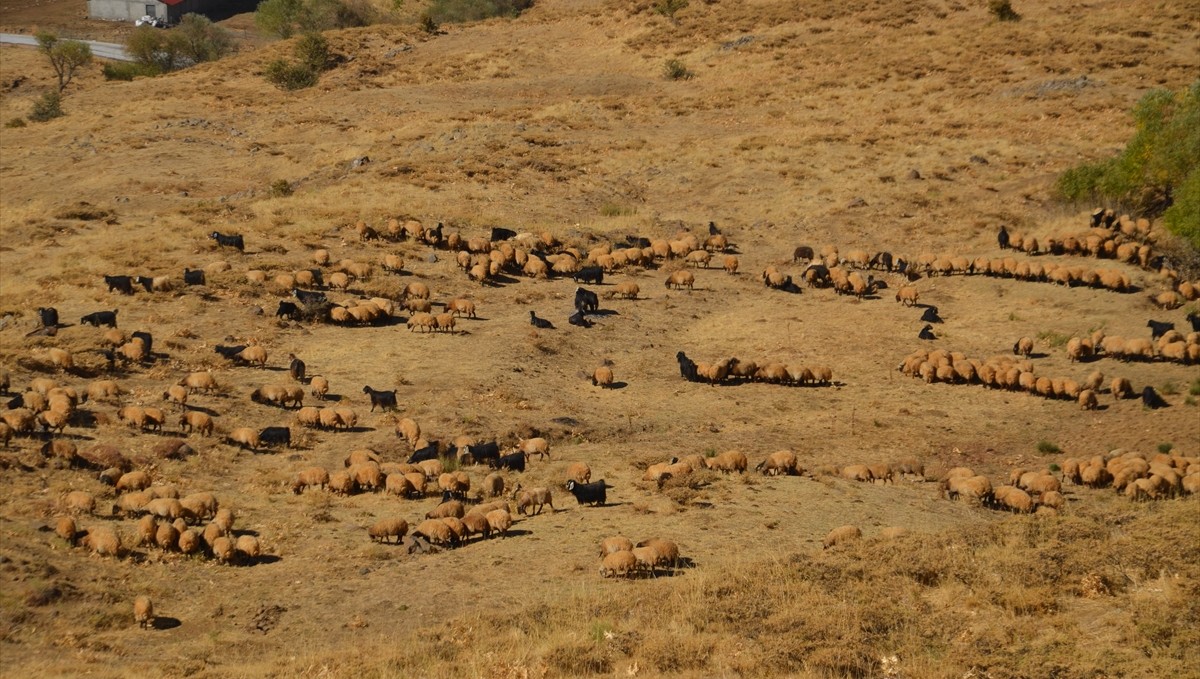 Muş'ta göçerler havanın soğumasıyla dönüş yolculuğuna başladı