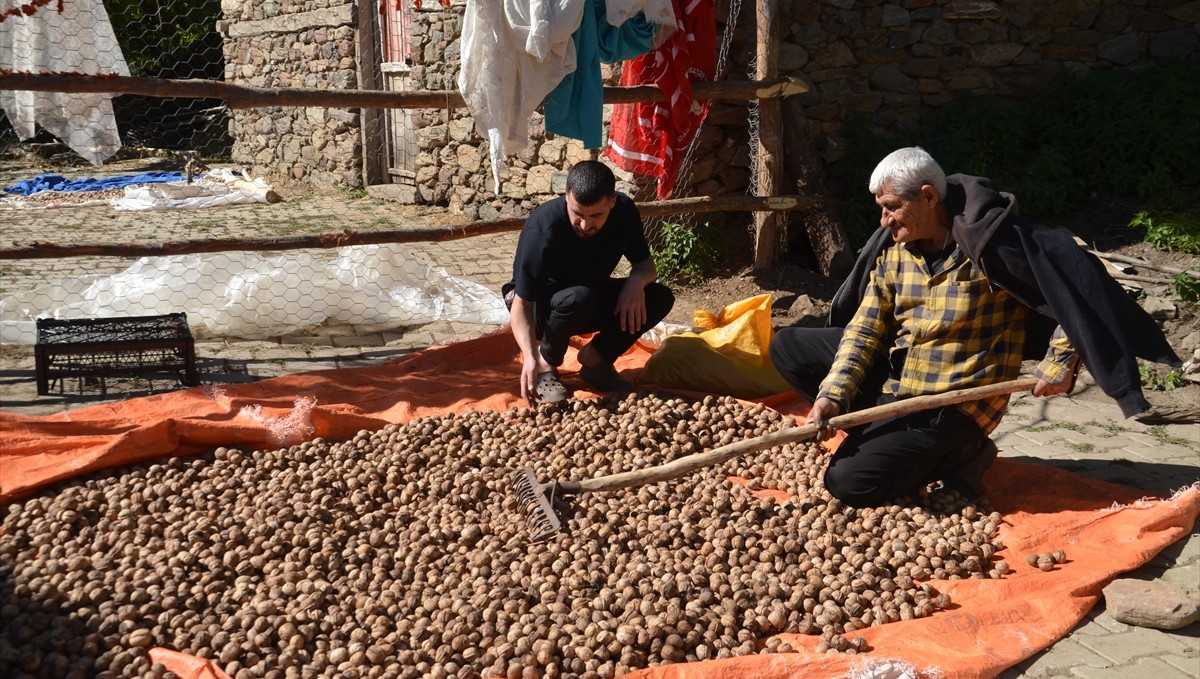 Muş'ta hasadına başlanan cevizde bin ton rekolte bekleniyor
