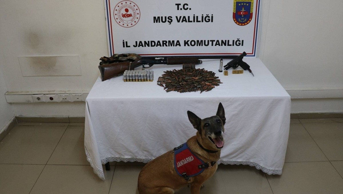 Muş'ta tezek birikintisinin altına gömülmüş silah ve mühimmat ele geçirildi