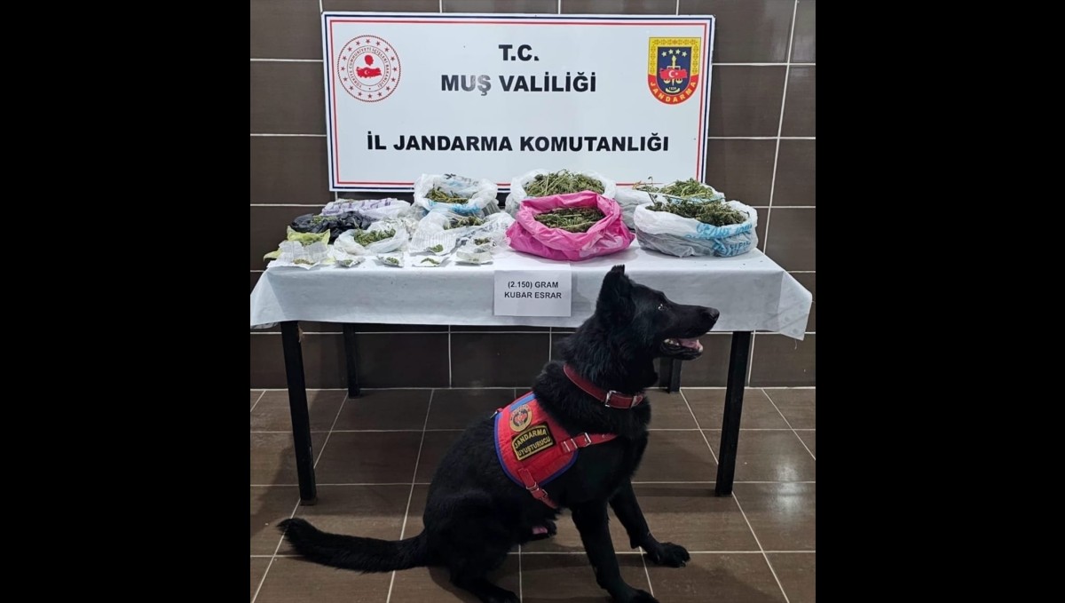 Muş'ta uyuşturucu operasyonunda 2 kilo 150 gram esrar ele geçirildi