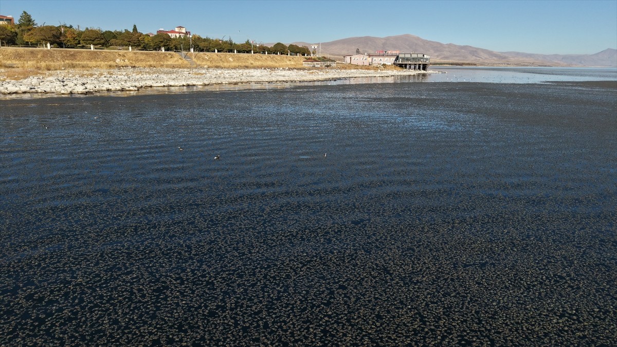 Van Gölü'nde kıyıya yakın bazı noktalarda yosun tabakası oluştu