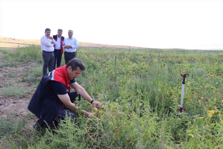 artıyor ürünlerinde desteğiyle ekilen devlet tarım çeşitlilik Ağrı