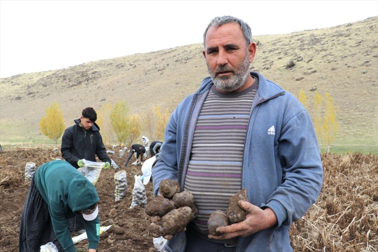Ağrı'da mor patatesin hasadı yapılıyor