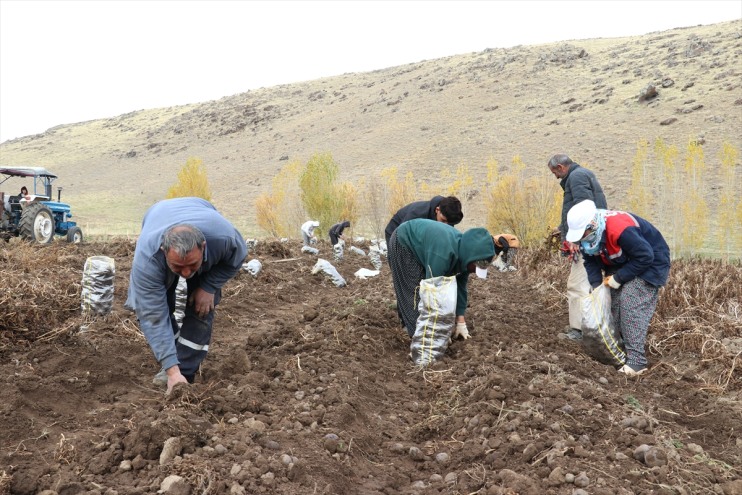 yapılıyor mor hasadı patatesin Ağrı