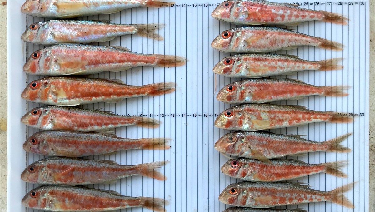 Akademisyenler Karadeniz'de bazı balık türlerinde mikroplastikleri araştırdı