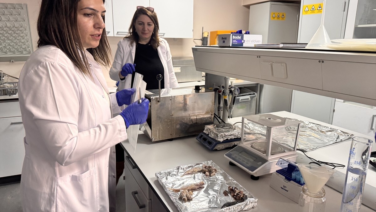 Balığın tazelik derecesini gösteren ölçüm cihazına "buluş" tescili