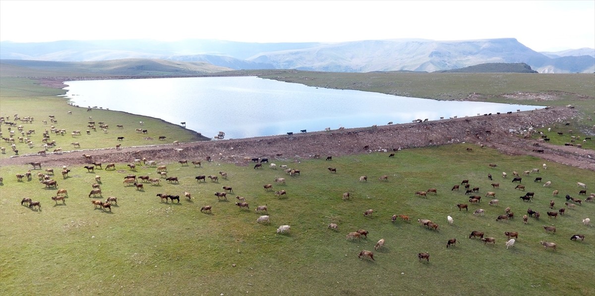 Erzurum kırsalına yapılan göletler, büyük ve küçükbaş hayvan popülasyonu artırıyor