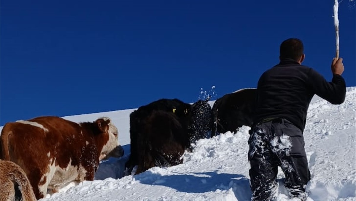 Hakkari'de karda kaybolan büyükbaş hayvanlardan bazıları bulundu