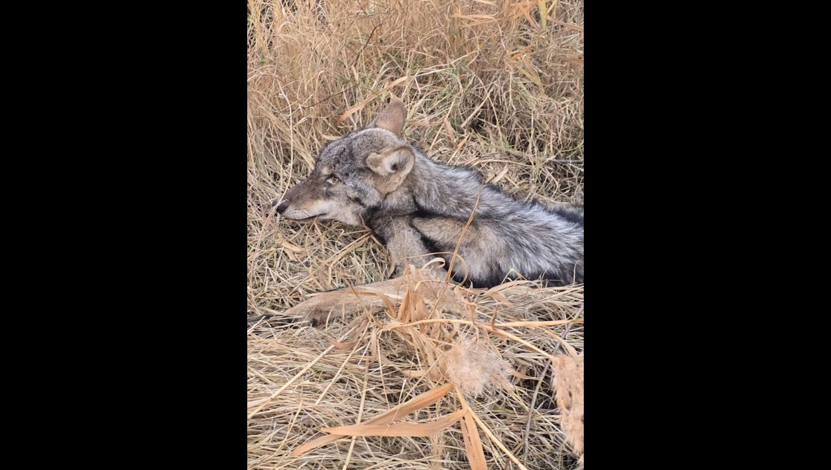 Iğdır'da bitkin halde bulunan kurt koruma altına alındı