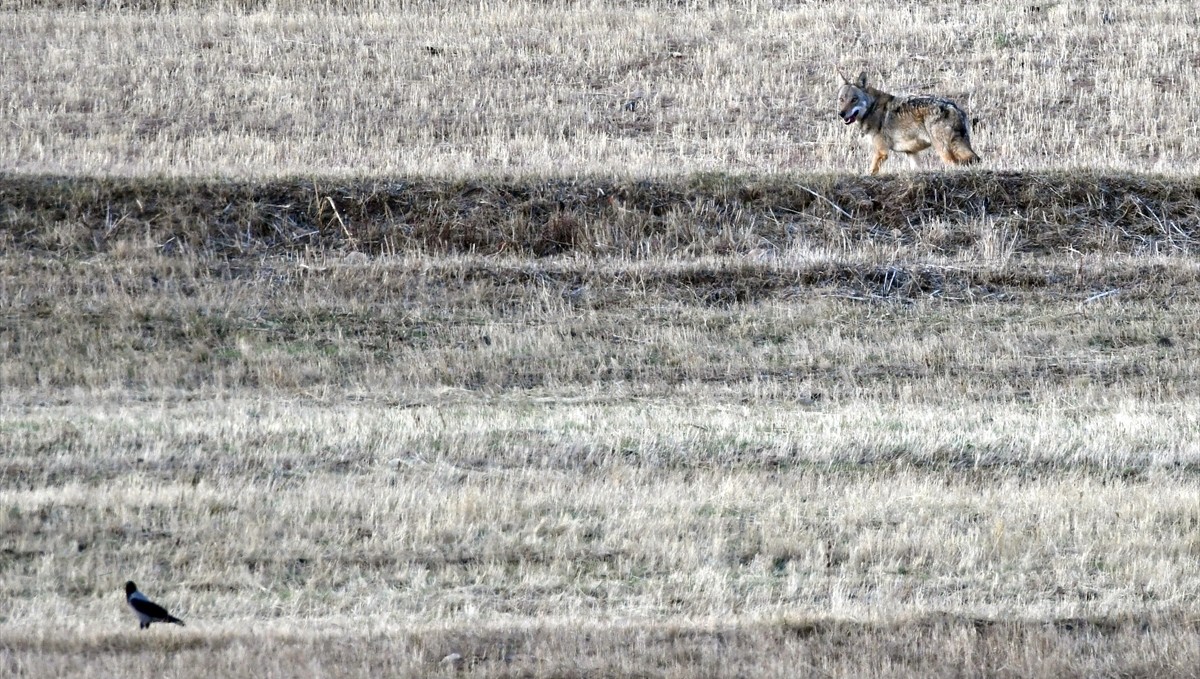 Kars kırsalında kurt ve vaşak görüntülendi