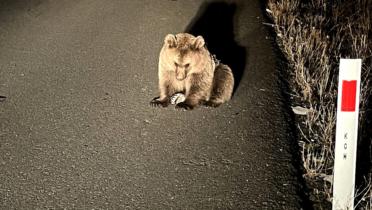 Kars'ta bitkin bulunan bozayı yavrusu tedavi altına alındı