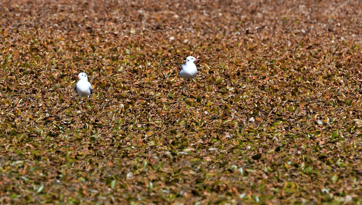 Kars'ta göçmen kuşların konakladığı Asboğa Gölü'nde su 60 metre çekildi