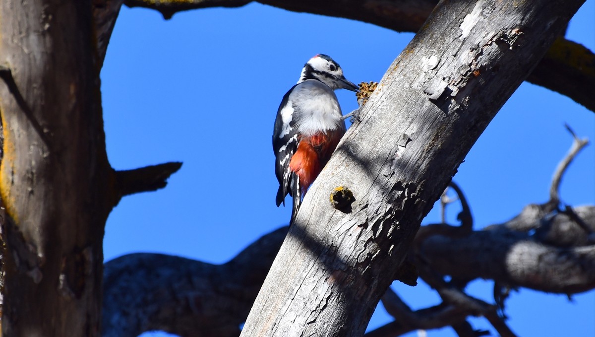 Kars'ta millet bahçesi yabani kuşlar ve sincaplarla renklendi