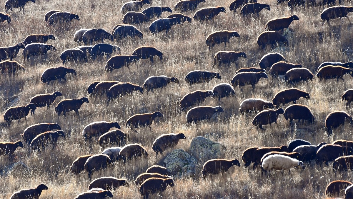 Kars yaylalarındaki göçerlerin dönüş yolculuğu devam ediyor