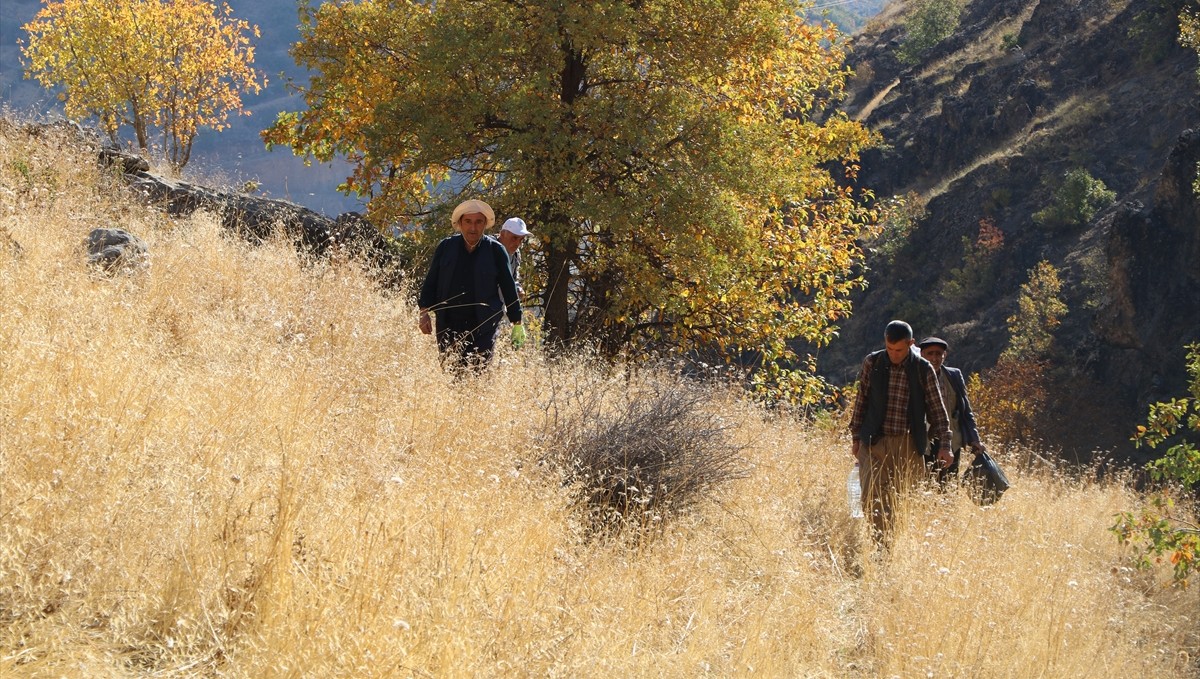 Kilometrelerce yürüyerek ulaştıkları dağlık alanda kaya balı hasadı yaptılar