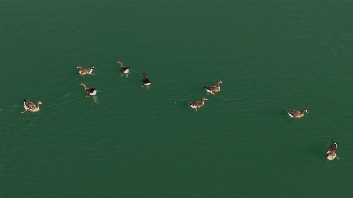 Kuş cenneti Erçek Gölü yaban kazlarına ev sahipliği yapıyor