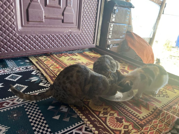 Sokak hayvanlarını elleriyle besliyor, onlara yuva oluyor2