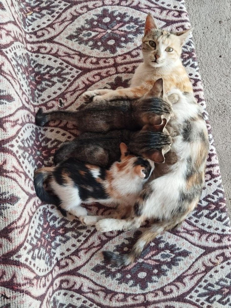 Sokak hayvanlarını elleriyle besliyor, onlara yuva oluyor3