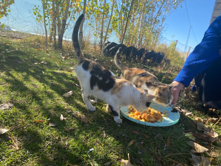 Sokak hayvanlarını elleriyle besliyor, onlara yuva oluyor4