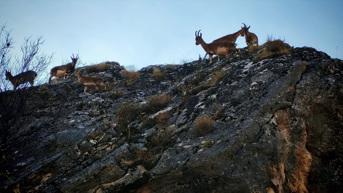 Tunceli'de yaban keçisi sürüsü yerleşim yerine indi