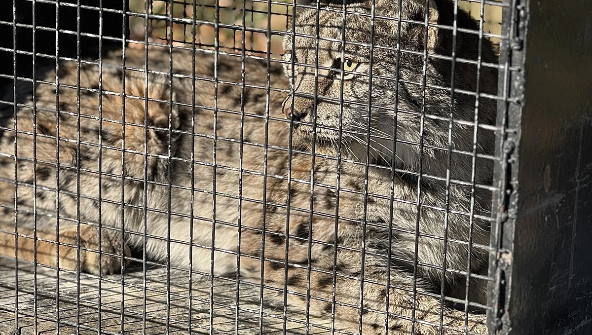 Van'da bitkin halde bulunan vaşak tedaviye alındı