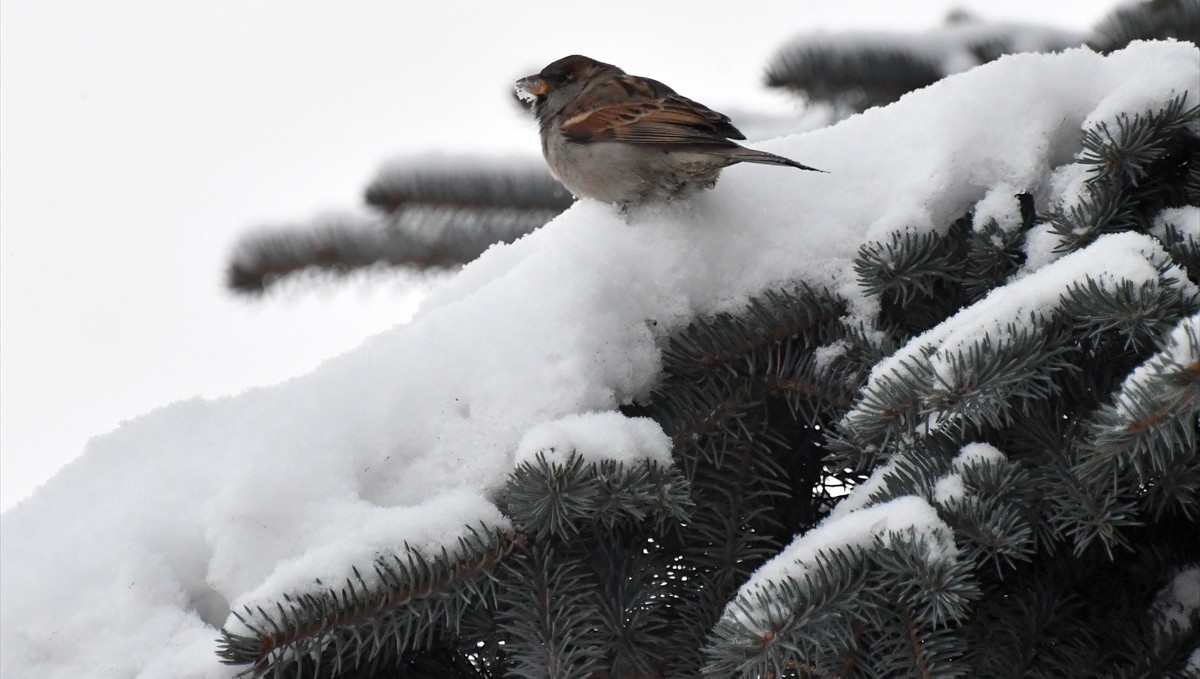 Ağrı'da olumsuz hava koşulları nedeniyle eğitime bir gün ara verildi
