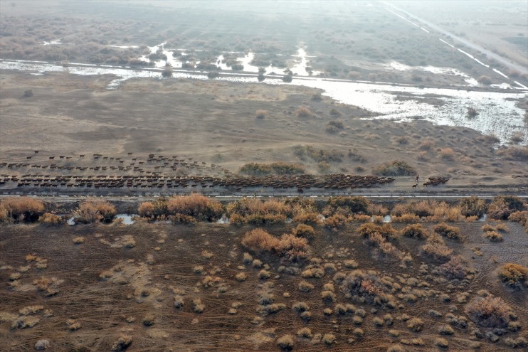 koyun morkaraman çevresindeki otlaklarda damızlık yetiştiriliyor Dağı Ağrı ırkı 1