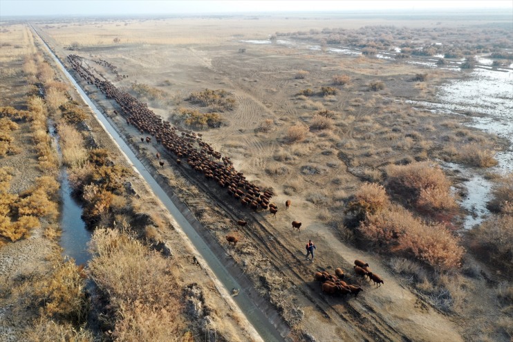 Ağrı otlaklarda çevresindeki koyun Dağı damızlık morkaraman yetiştiriliyor ırkı 2