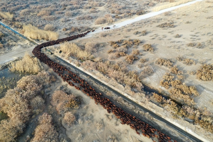 çevresindeki otlaklarda yetiştiriliyor koyun damızlık morkaraman Ağrı ırkı Dağı 3