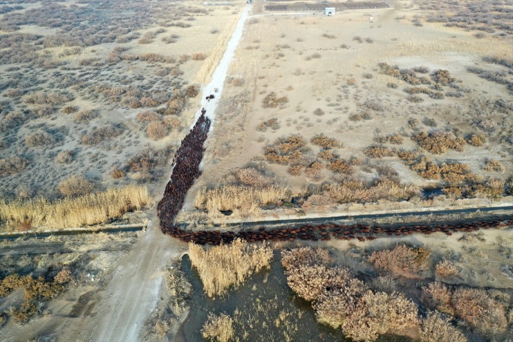 koyun Ağrı morkaraman ırkı çevresindeki otlaklarda damızlık yetiştiriliyor Dağı 4