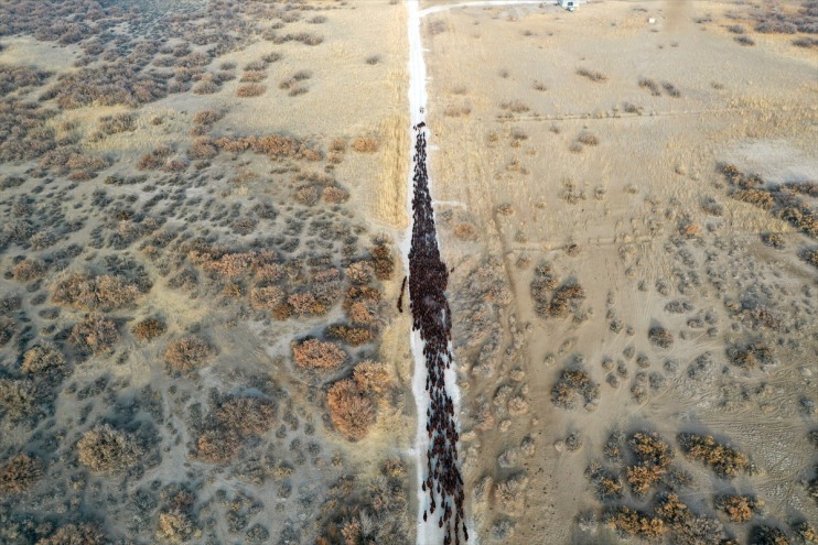 damızlık ırkı yetiştiriliyor Ağrı çevresindeki morkaraman Dağı otlaklarda koyun 5