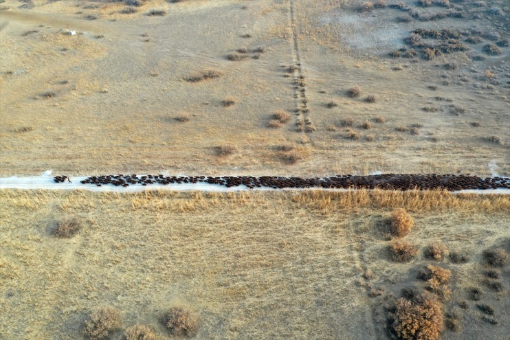 koyun yetiştiriliyor damızlık Dağı ırkı morkaraman çevresindeki otlaklarda Ağrı 6