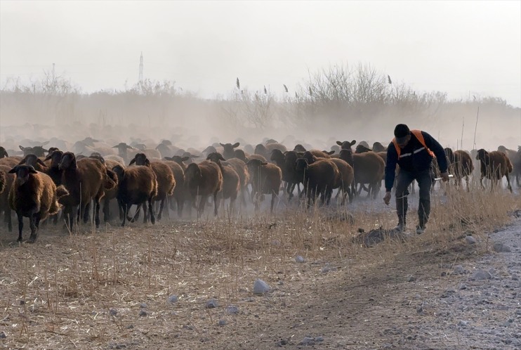 otlaklarda çevresindeki Ağrı morkaraman ırkı damızlık koyun Dağı yetiştiriliyor 7