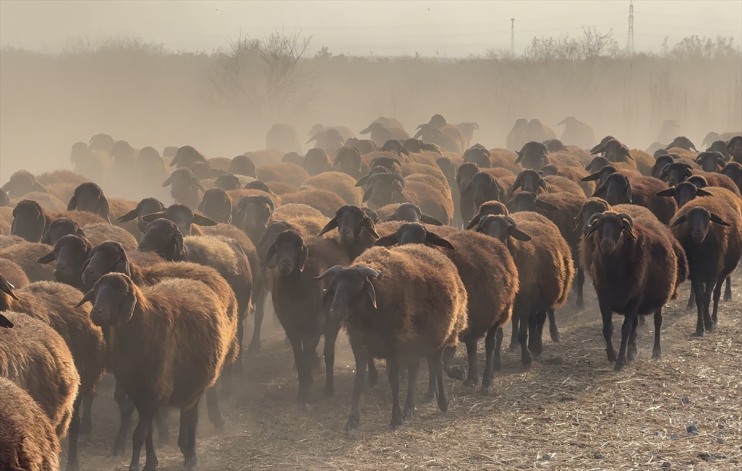 otlaklarda yetiştiriliyor Dağı morkaraman koyun ırkı damızlık çevresindeki Ağrı 8