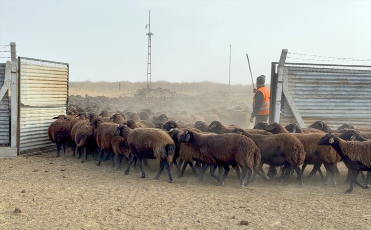koyun ırkı otlaklarda damızlık morkaraman çevresindeki Dağı yetiştiriliyor Ağrı 9